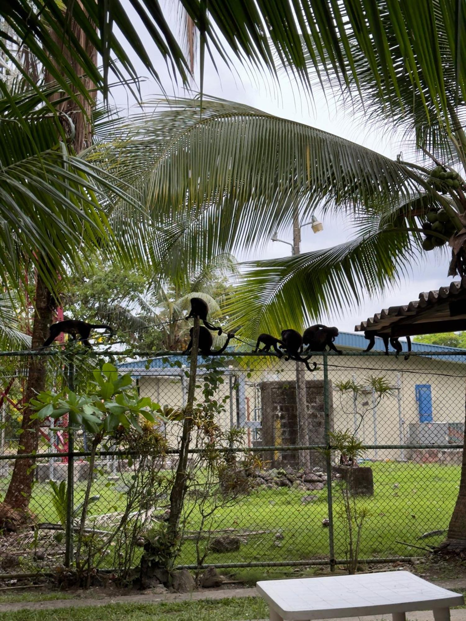 Casa Mamre Pansiyon Cahuita Dış mekan fotoğraf