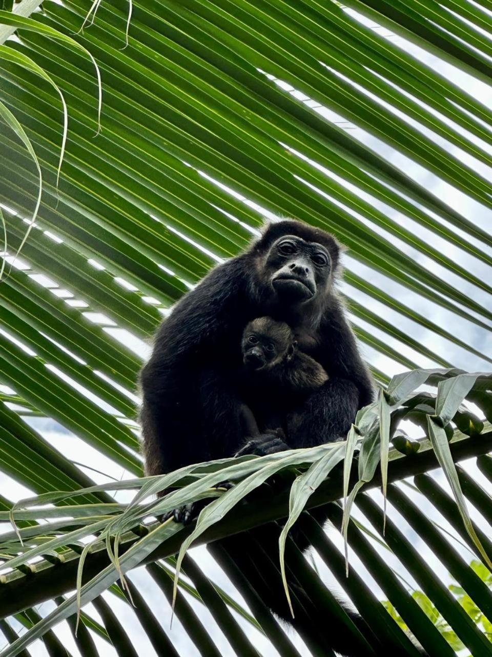 Casa Mamre Pansiyon Cahuita Dış mekan fotoğraf