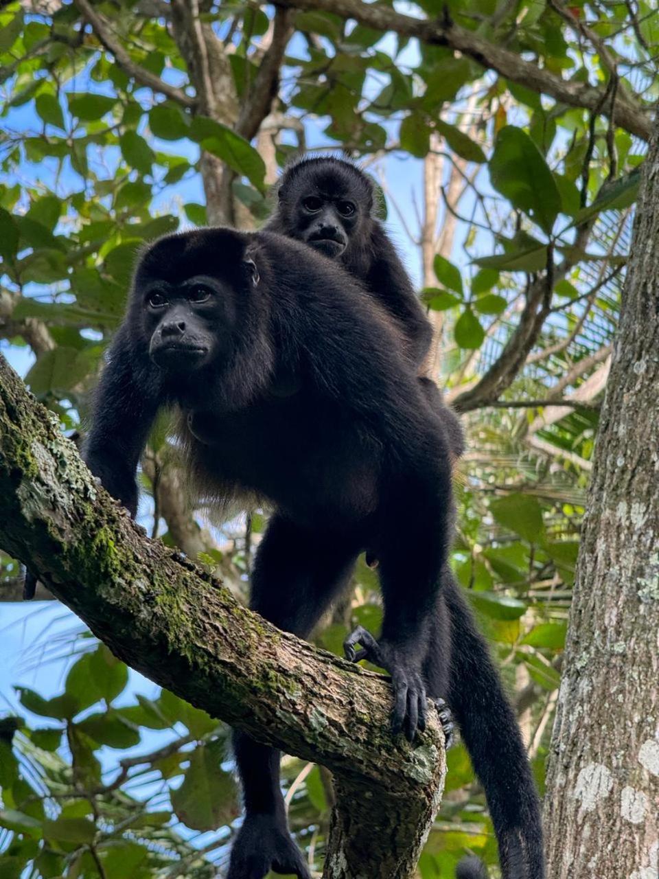 Casa Mamre Pansiyon Cahuita Dış mekan fotoğraf