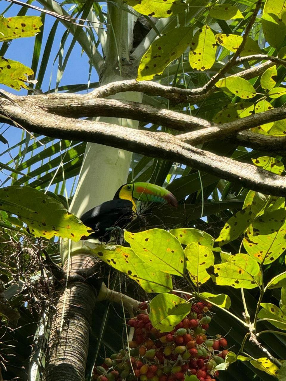 Casa Mamre Pansiyon Cahuita Dış mekan fotoğraf